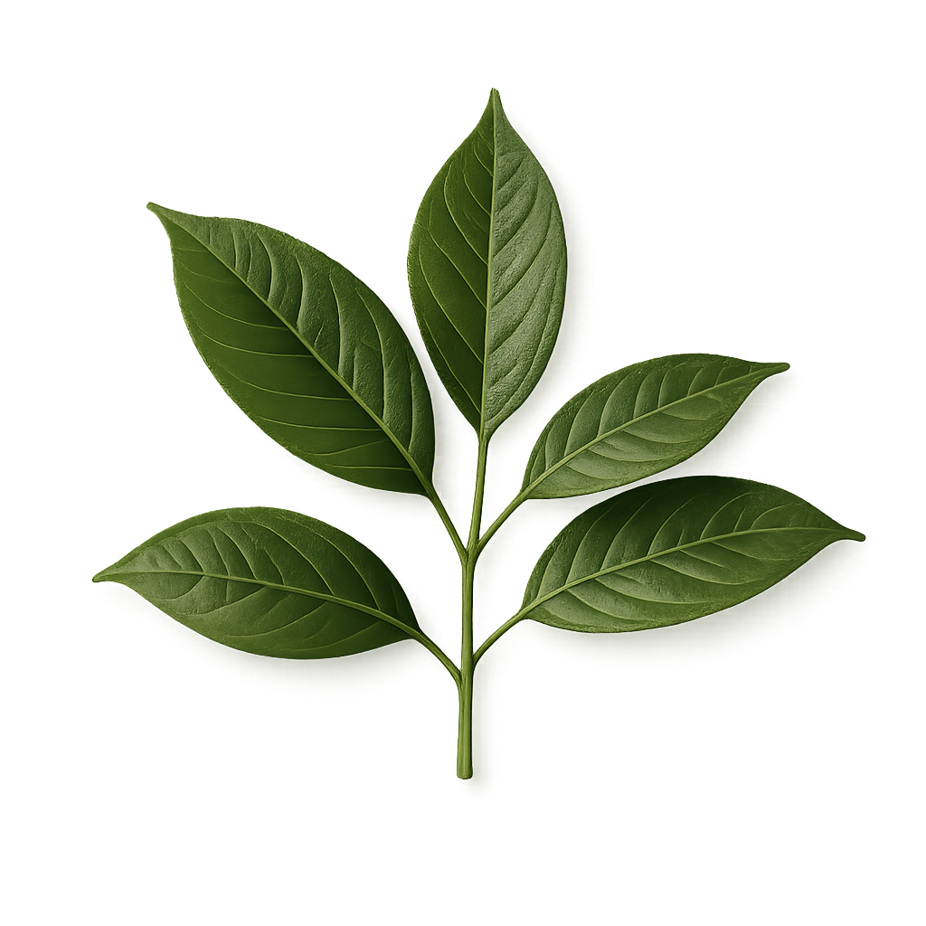 L-Theanine